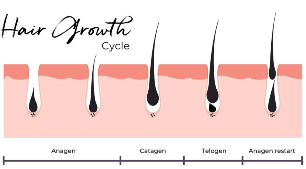 Want to grow stronger hair faster? Understanding hair growth cycle is key!