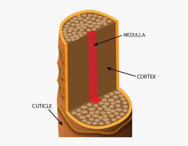 image describing the parts of hair - medulla cortex and cuticle